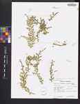 Selaginella tenuissima