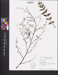 Comocladia pinnatifolia
