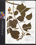 Amphilophium crucigerum