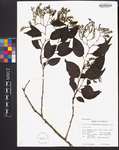 Tournefortia maculata