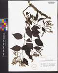 Tournefortia maculata