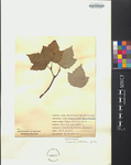 Viburnum acerifolium