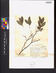 Vaccinium angustifolium var. laevifolium