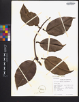 Rheedia lateriflora