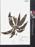 Rhytidophyllum tomentosum