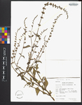 Salvia occidentalis