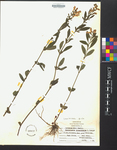 Scutellaria integrifolia