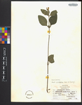 Scutellaria elliptica
