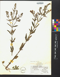 Scutellaria lateriflora