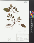 Scutellaria serrata