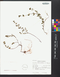 Cuphea parsonsia