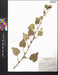 Abutilon pauciflora