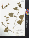 Hibiscus pilosus