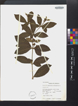 Rauvolifa tetraphylla