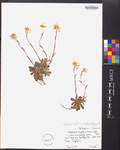 Antennaria howelliisubspcanadensis