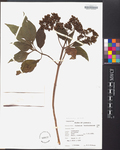 Clibadium terebinthinaceum