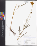 Coreopsis lanceolata