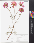 Coreopsis rosea