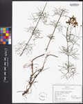 Coreopsis verticillata