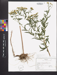 Euthamia caroliniana