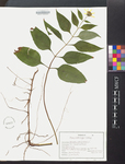 Helianthus decapetalus