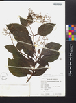 Eupatorium parviflorum var. lancifolium