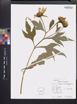 Tithonia diversifolia