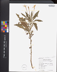 Laurentia longiflora