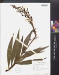 Lobelia viridiflora