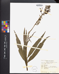 Lobelia viridiflora