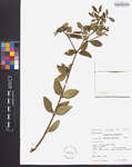 Euphorbia cymosa