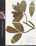 Grimmeodendron jamaicense