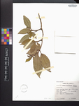 Ossaea asperifolia