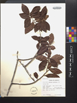 Ardisia tinifolia