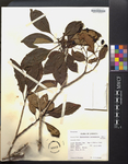 Haenianthus incrassatus