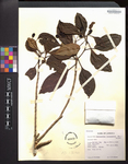 Haenianthus Incrassatus