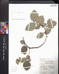 Phyllanthus nutans