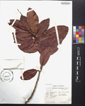 Coccoloba longifolia