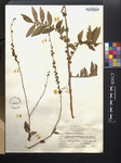 Agrimonia parviflora