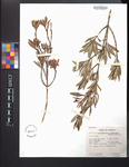 Acrosynanthus jamaicensis