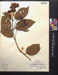Cephalanthus occidentalis