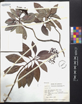 Psychotria balbisiana