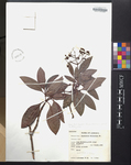 Psychotria balbisiana