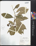 Psychotria brachiata