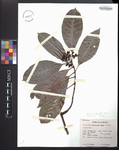 Psychotria dura