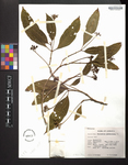 Psychotria pedunculata