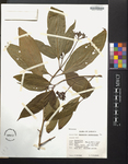 Psychotria pedunculata