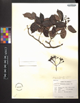 Psychotria plicata