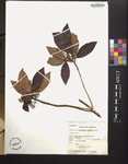 Rondeletia stipularis