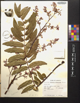 Spathelia glabrescens